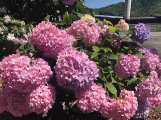 IMG_6719.jpg